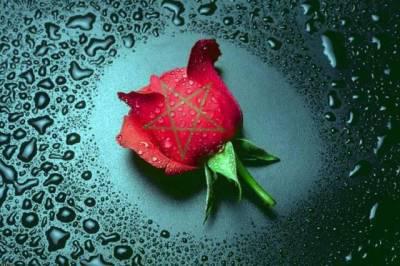rose